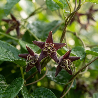Periploca graeca Flower Seeds for Planting