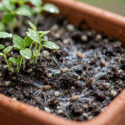 Periploca graeca Flower Seeds for Planting