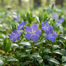Periwinkle Seeds for Planting