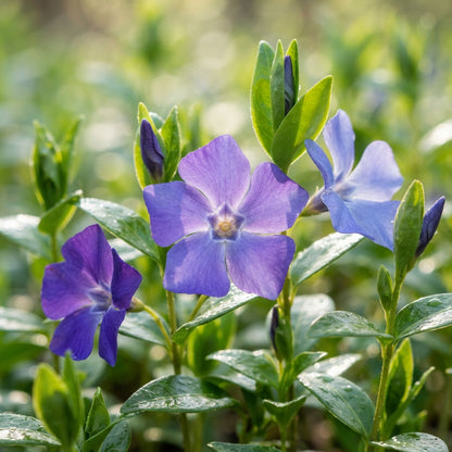Periwinkle Seeds for Planting