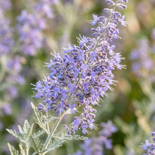 Perovskia Atriplicifolia Seeds - Perennial Flower Seeds for Garden