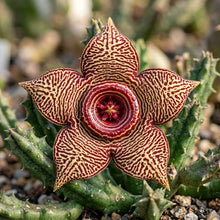 Edithcolea grandis Persian Carpet Flower Seeds for Planting