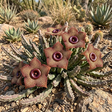 Edithcolea grandis Persian Carpet Flower Seeds for Planting