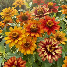Persian Carpet Zinnia Seeds For Planting