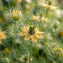 Mist Persian Flower Seeds For Planting