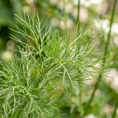 Mist Persian Flower Seeds For Planting