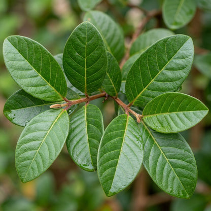 Peruvian White Guava Seeds for Planting