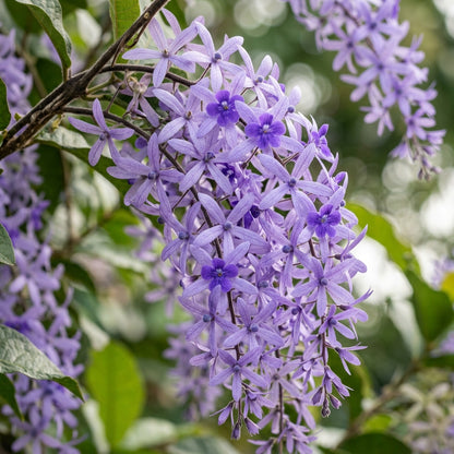 Petrea volubilis Seeds for Planting