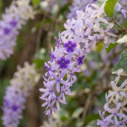 Petrea volubilis Seeds for Planting