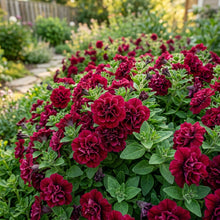 Petunia Burgundy Double Floribunda Seeds For Planting