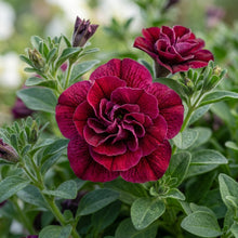 Petunia Burgundy Double Floribunda Seeds For Planting
