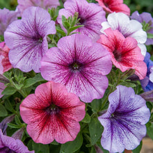Petunia Daddy Mixed F1 Flower Seeds