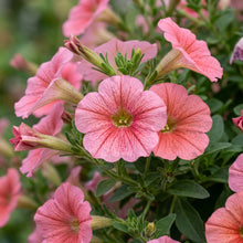Petunia Hybrida Multiflora Ingrid F1 Seeds