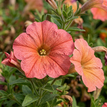 Petunia Hybrida Salmon Shades Velvet F1 Seeds