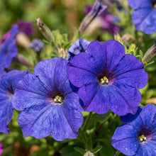 Petunia Merlin Series Blue F1 Seeds – Vibrant Blue Blooms