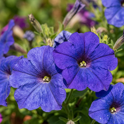 Petunia Merlin Series Blue F1 Seeds – Vibrant Blue Blooms
