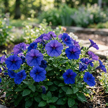 Petunia Merlin Series Blue F1 Seeds – Vibrant Blue Blooms