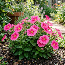 Petunia Merlin Series Cherry Rose Seeds