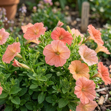 Petunia Hybrida Salmon Shades Velvet F1 Seeds