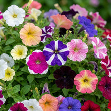 Petunia Flower Seeds - Mixed Petunia Flower Seeds for Garden
