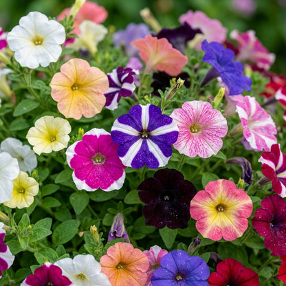 Petunia Flower Seeds - Mixed Petunia Flower Seeds for Garden