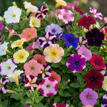 Petunia Flower Seeds - Mixed Petunia Flower Seeds for Garden