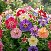 Petunia Bonanza Mixed F1 Flower Seeds for Planting