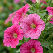 Petunia Merlin Series Cherry Rose Seeds