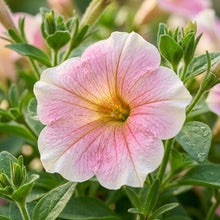 Petunia Supertunia Daybreak Charm Seeds for Planting - Garden Flowers