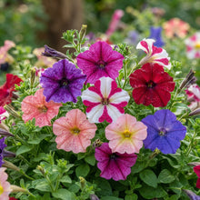 Petunia 'Total Madness Fiore Mix' Seeds for Planting