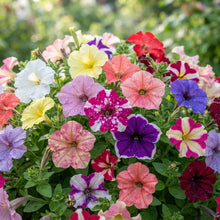 Petunia 'Total Madness Fiore Mix' Seeds for Planting