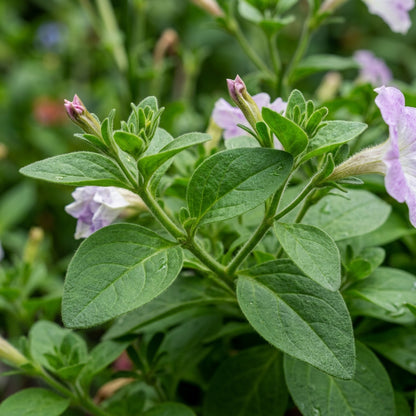 Petunia Flower Seeds - Mixed Petunia Flower Seeds for Garden