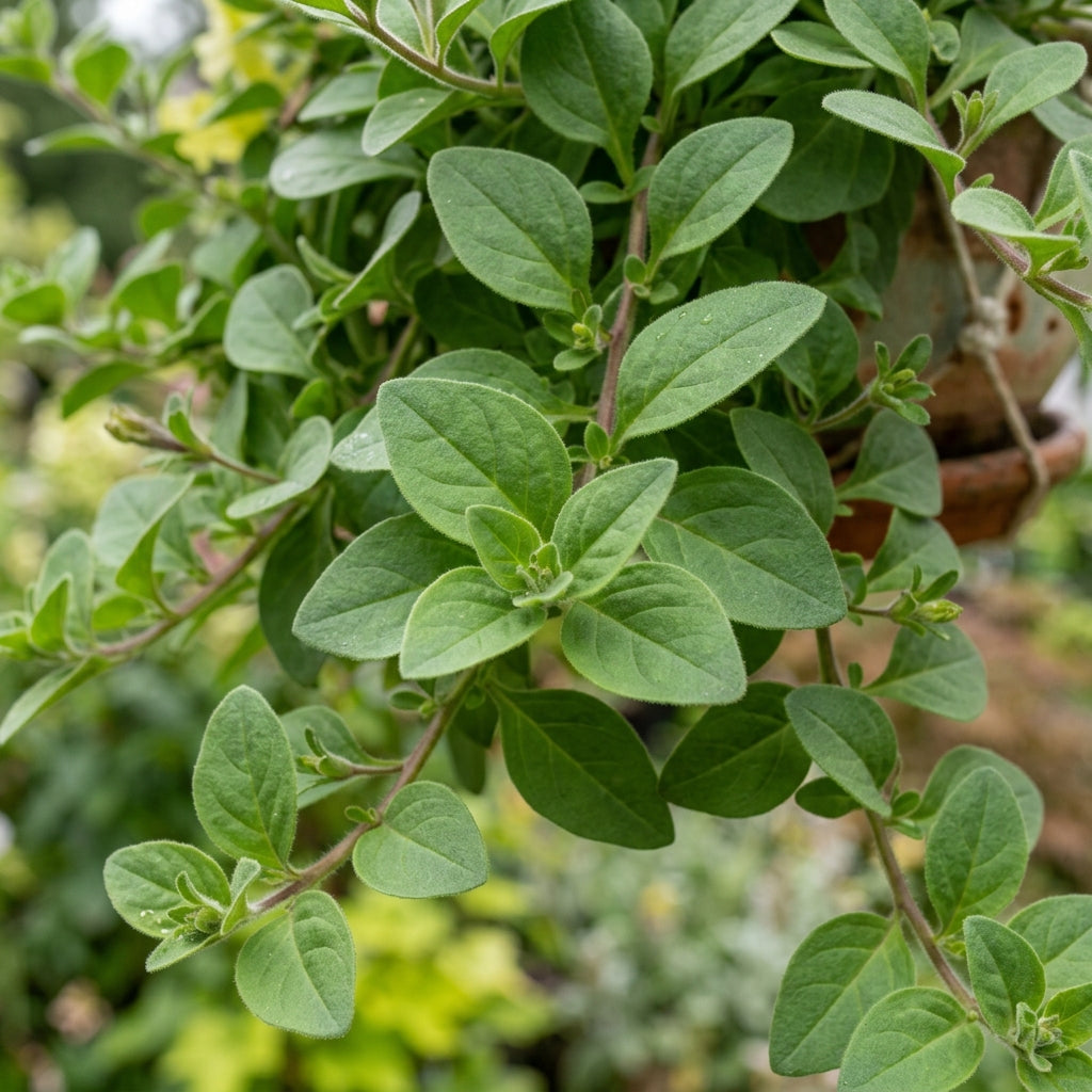 Hanging Petunia Flower Seeds for Planting