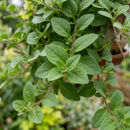 Hanging Petunia Flower Seeds for Planting