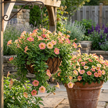 Petunia Supertunia Daybreak Charm Seeds for Planting - Garden Flowers