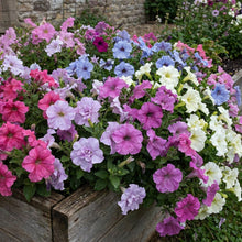 Petunia Daddy Mixed F1 Flower Seeds