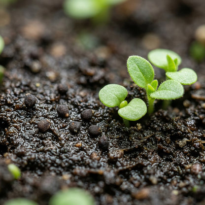 Indigo Blue Petunia Seeds for Planting