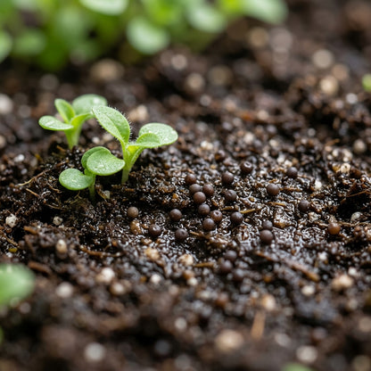 Light Yellow Petunia Seeds for Garden Planting