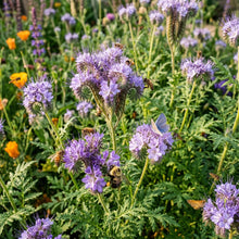 Purple Phacelia Flower Seeds - Purple Phacelia Flower Seeds for Garden