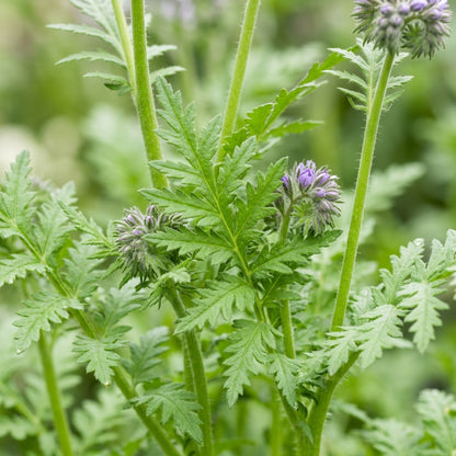 Purple Phacelia Flower Seeds - Purple Phacelia Flower Seeds for Garden