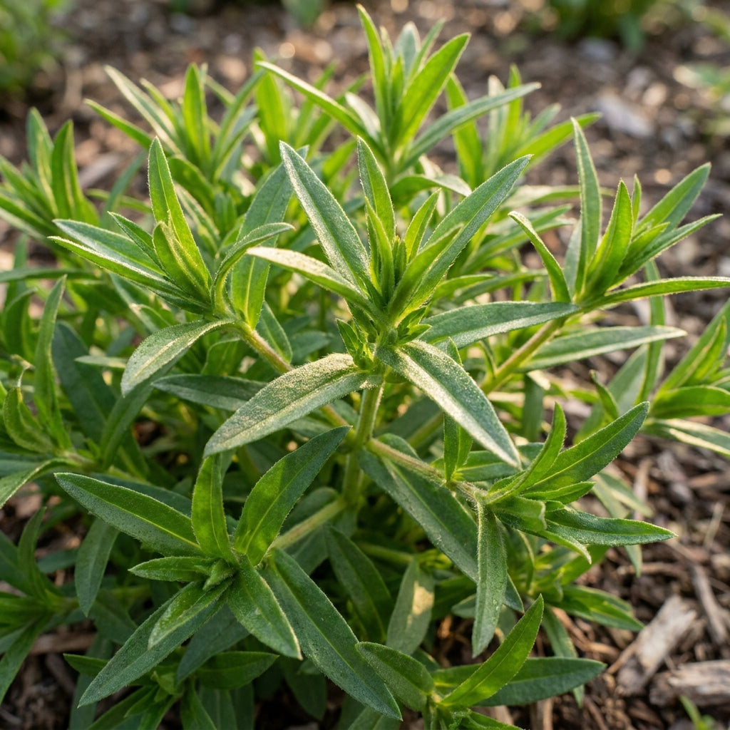 Phlox Drummondii Blushing Bride Flower Seeds For Planting