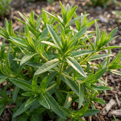 Phlox Drummondii Blushing Bride Flower Seeds For Planting