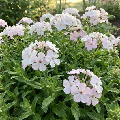 Phlox Drummondii Blushing Bride Flower Seeds For Planting