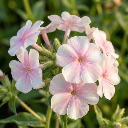 Phlox Drummondii Blushing Bride Flower Seeds For Planting
