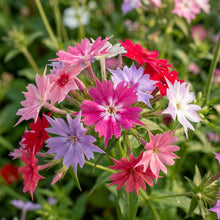 Phlox Drummondii Twinkle Mixed Seeds – Starry Blooms