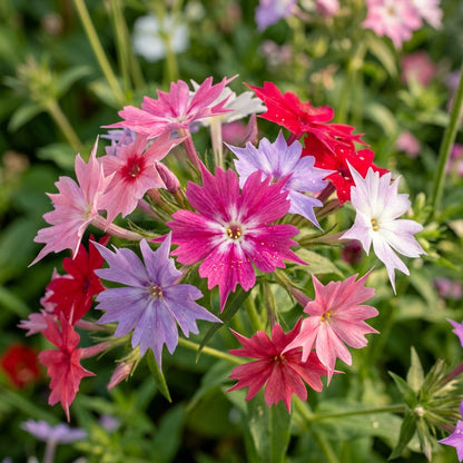 Phlox Drummondii Twinkle Mixed Seeds – Starry Blooms