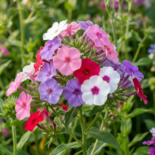 Phlox F1 Promise Mix Flower Seeds For Planting