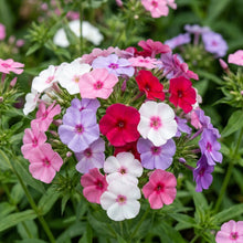 Phlox F1 Promise Mix Flower Seeds For Planting