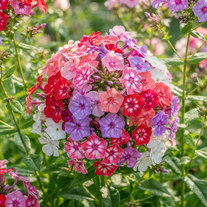 Phlox Beauty Mix Flower Seeds for Planting