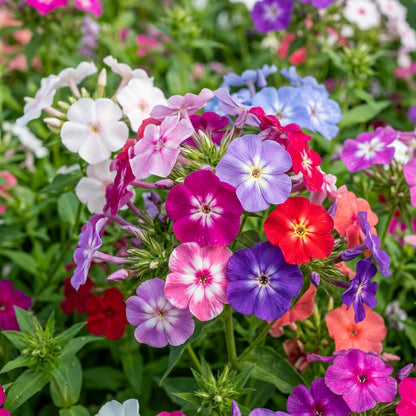 Phlox Mixed Color Flower Seeds for Planting